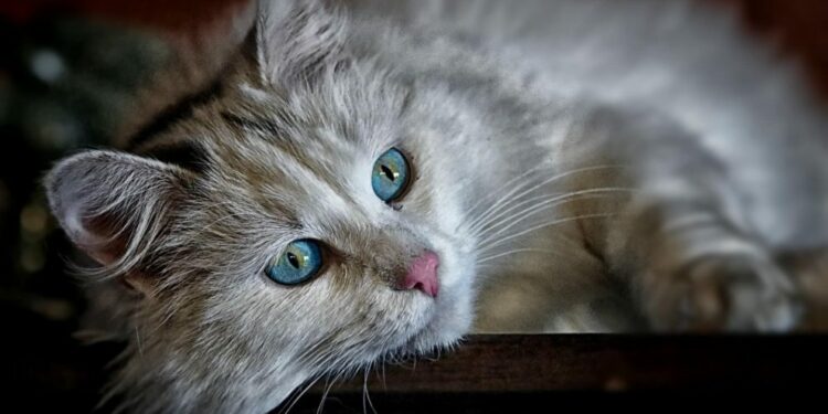 Comment enlever les poils de chat dans la machine à laver ?