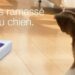 Comment enlever les poils des animaux dans la maison ?