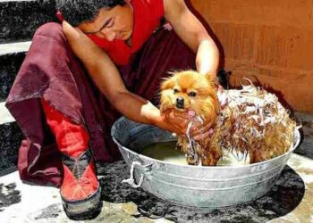 Comment enlever l'odeur de chien dans la maison ?