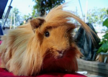 Comment enlever l'odeur de cochon ?