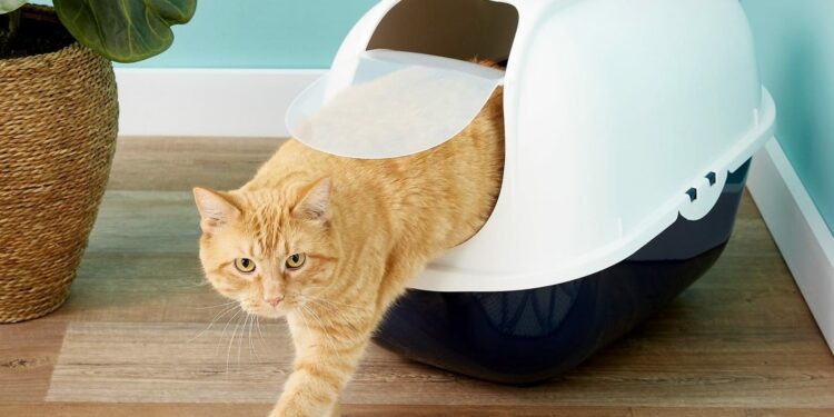 Comment enlever l'odeur de litière de chat ?