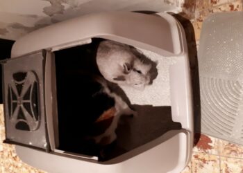 Comment enlever l'odeur de litière de chat ?