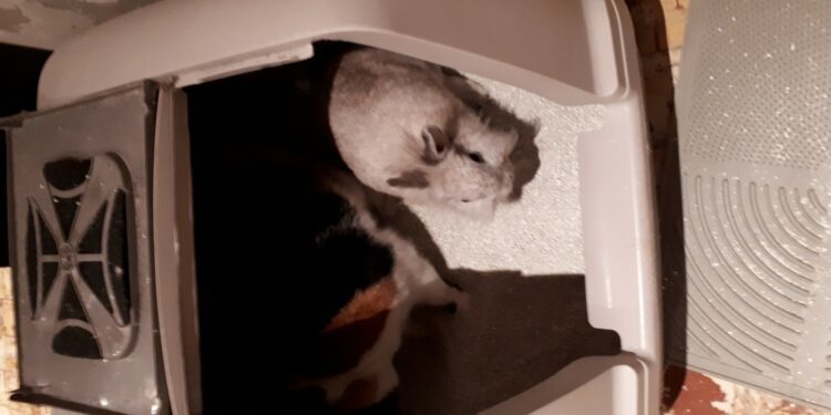 Comment enlever l'odeur de litière de chat ?