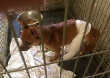 Comment enlever l'odeur de putréfaction ?