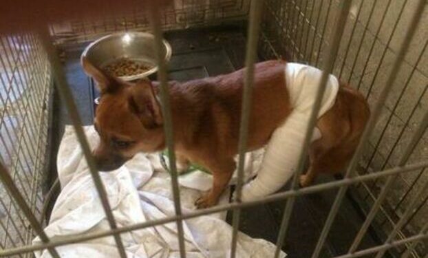 Comment enlever l'odeur de putréfaction ?