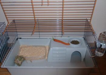 Comment enlever l'odeur d'urine de lapin ?