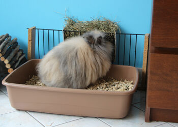 Comment enlever l'odeur d'urine de lapin ?