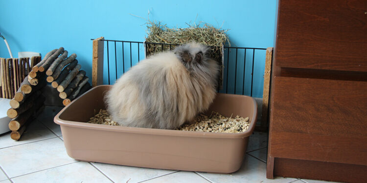 Comment enlever l'odeur d'urine de lapin ?