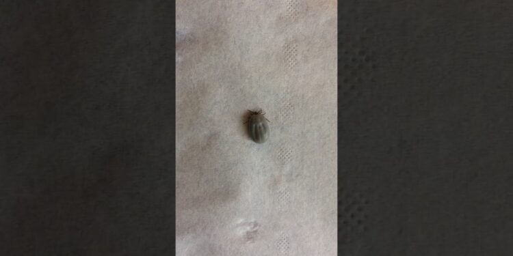 Comment enlever une tique sans corps ?