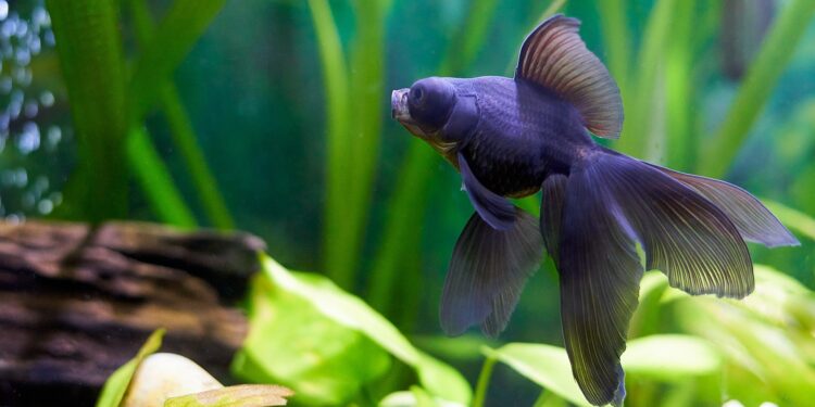 Comment entretenir un aquarium d'eau froide ?