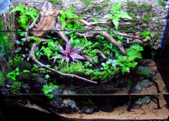 Comment entretenir un paludarium ?