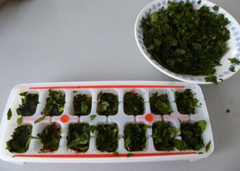 Comment entretenir un pied de physalis ?