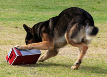 Comment envoyer mon chien ?