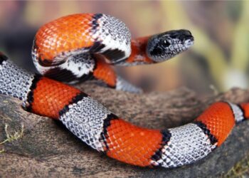 Comment est la peau d'un serpent ?