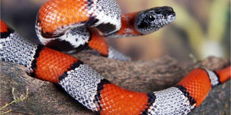 Comment est la peau d'un serpent ?