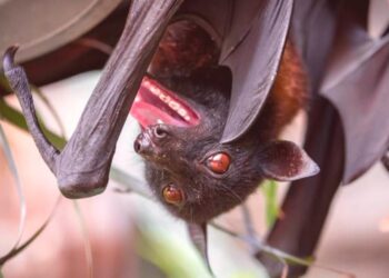 Comment est un nid de Chauve-souris ?