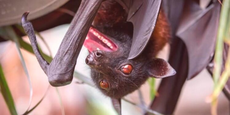 Comment est un nid de Chauve-souris ?