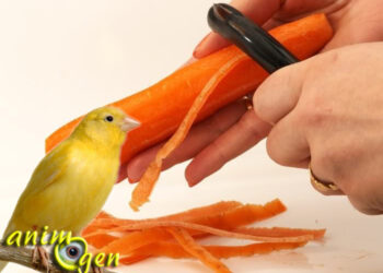 Comment et avec quoi nourrir un oisillon ?