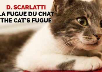 Comment être sûr que mon chat va revenir ?