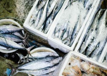 Comment éviter la vase dans un aquarium ?