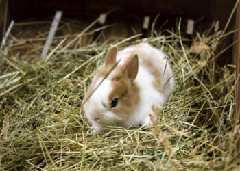 Comment eviter le gaspillage de foin lapin ?