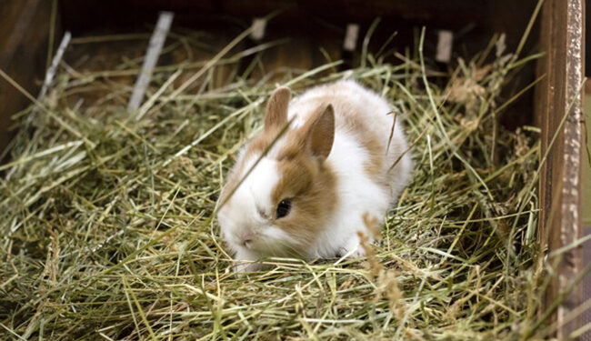Comment eviter le gaspillage de foin lapin ?