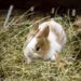 Comment eviter le gaspillage de foin lapin ?