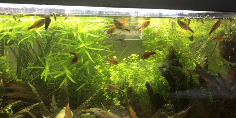 Comment éviter le pic de nitrite ?