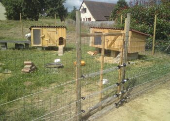 Comment eviter le renard dans un poulailler ?