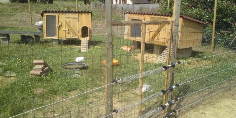 Comment eviter le renard dans un poulailler ?