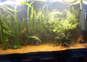 Comment éviter le vert dans un aquarium ?