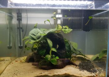 Comment éviter le vert dans un aquarium ?