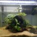 Comment éviter le vert dans un aquarium ?