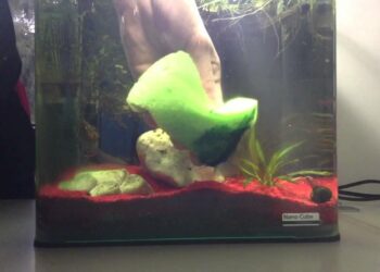 Comment eviter le vert dans un aquarium ?