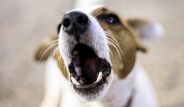 Comment eviter les aboiements intempestifs ?