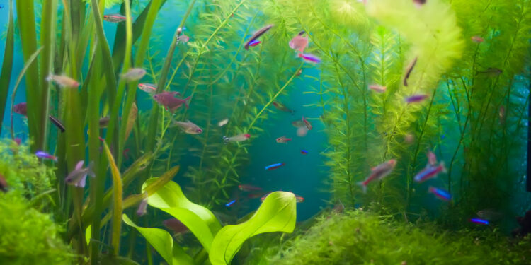 Comment éviter les algues ?