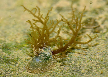 Comment eviter les algues brunes dans un aquarium ?