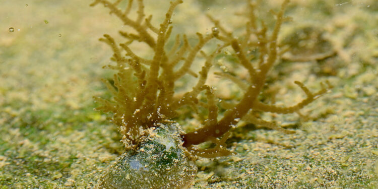 Comment eviter les algues brunes dans un aquarium ?