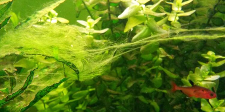 Comment éviter les algues filamenteuses ?