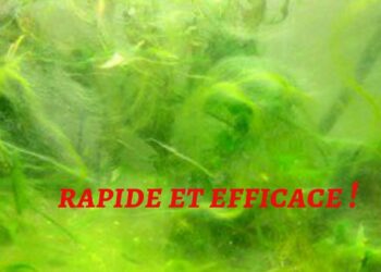 Comment éviter les algues filamenteuses ?