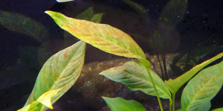 Comment éviter les algues vertes dans un aquarium ?