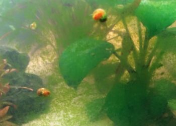 Comment éviter les algues vertes dans un aquarium ?