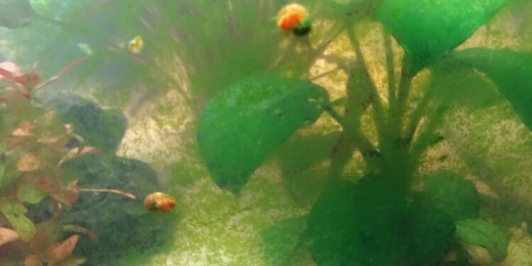 Comment éviter les algues vertes dans un aquarium ?