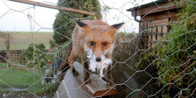 Comment éviter les attaques de renards ?