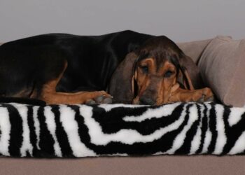 Comment éviter les griffes de chat sur le cuir ?