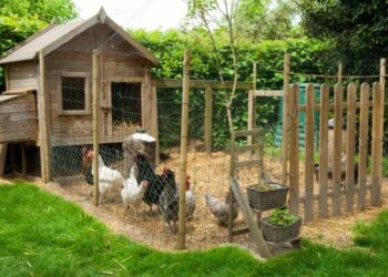 Comment eviter les mauvaises odeurs du poulailler ?