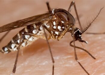 Comment éviter les piqûres de puces de sable ?