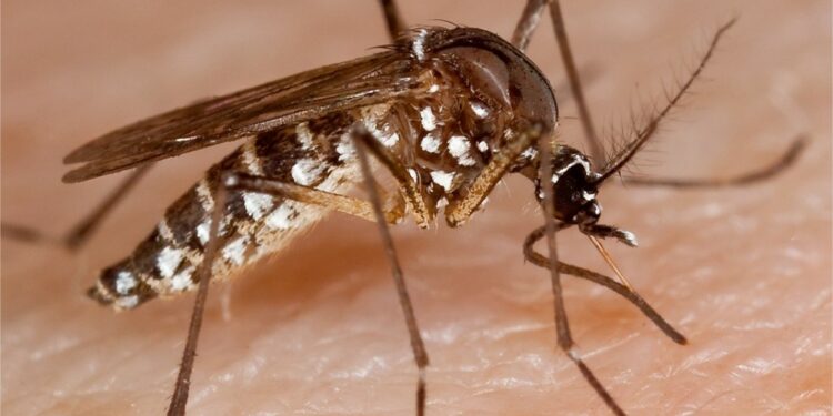 Comment éviter les piqûres de puces de sable ?