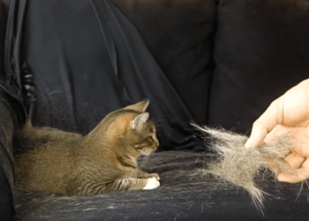 Comment éviter les poils de chat sur les vêtements ?