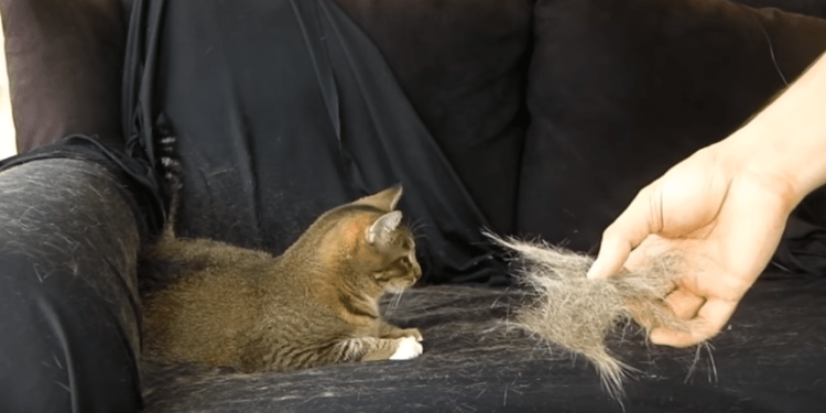 Comment éviter les poils de chat sur les vêtements ?